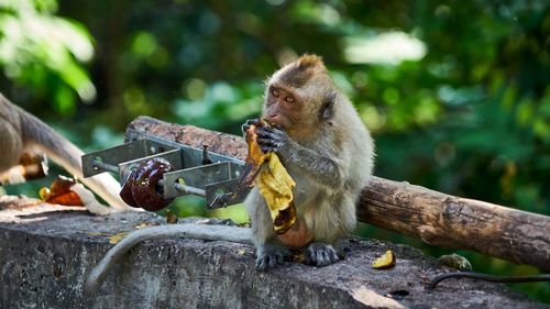 Monkey eating food