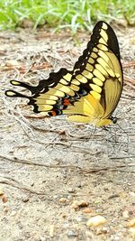 Close-up of butterfly on leaf