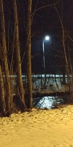 Bare trees in winter at night