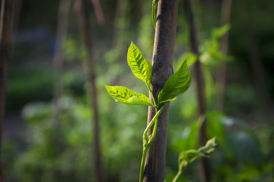 Close-up of plant growing on field