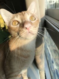Close-up of a cat