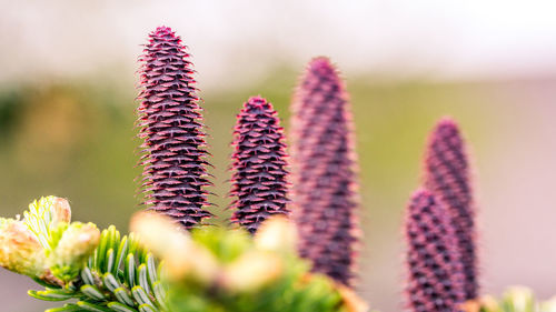 Close-up of flowering plants on field