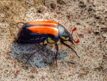 High angle view of bug