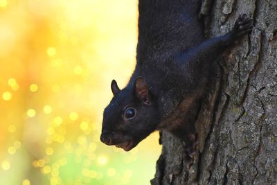 Portrait of squirrel on tree