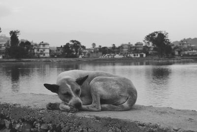 Dog on lake against clear sky