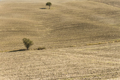 High angle view of person on field