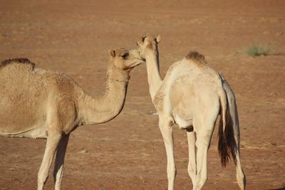 Desert kiss camels in love