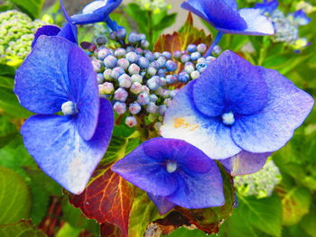 Close-up of purple flowers