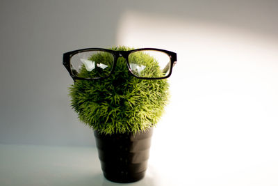 Close-up of potted plant on table