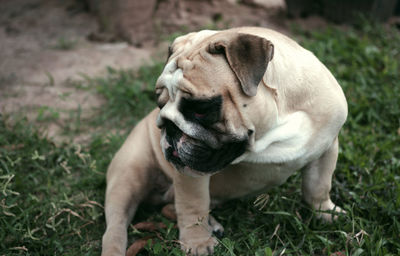 Close-up of a dog on field