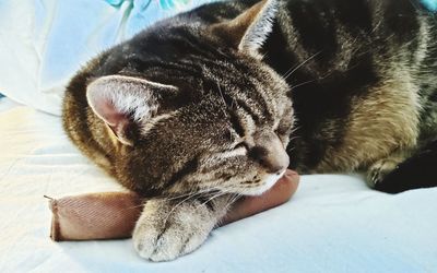 Close-up of cat sleeping on bed