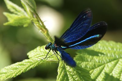 Close-up of insect on leaf