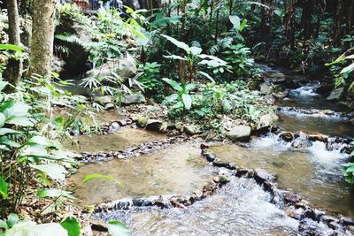 Plants growing in stream