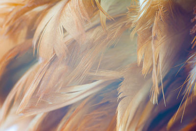 Close-up of feathers