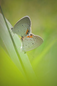 Close-up of butterfly on leaf