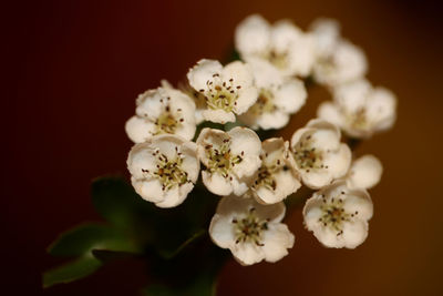 Close-up of white flowering plant