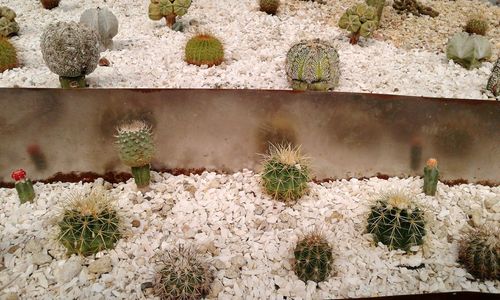 High angle view of cactus plants