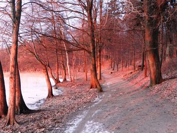 Trees in forest during autumn