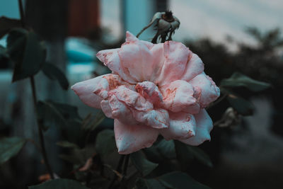 Close-up of pink rose