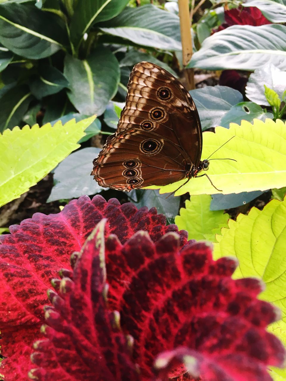 leaf, one animal, butterfly - insect, flower, plant, animal themes, growth, insect, animals in the wild, close-up, butterfly, wildlife, nature, beauty in nature, natural pattern, fragility, green color, focus on foreground, pink color, animal markings