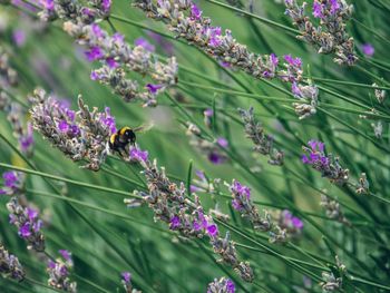 Close-up of bee pollinating on purple flowers