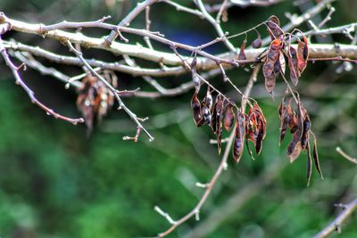 Close-up of plant hanging on tree