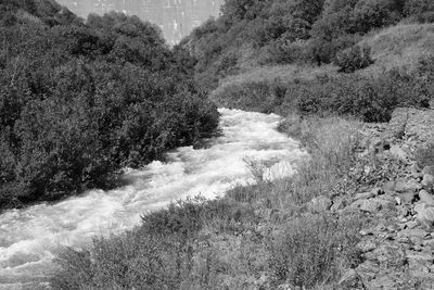 Scenic view of river flowing through forest