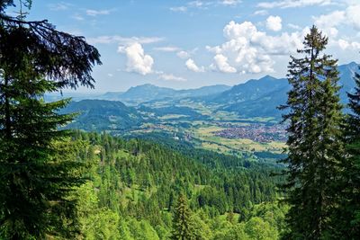 Scenic view of pine trees and mountains against sky