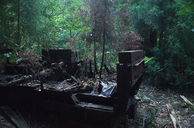 View of trees in forest
