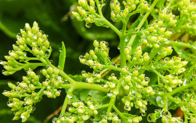 Close-up of water drops on fresh green plant