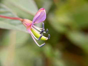 Close-up of pink flowering plant