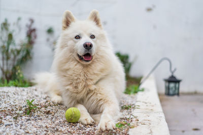 Close-up of dog on playing field