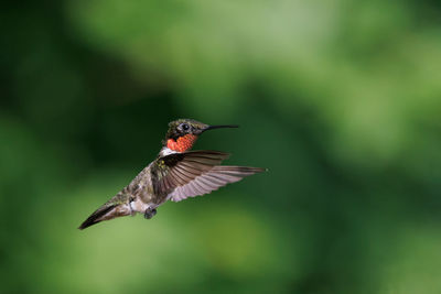 Close-up of bird flying