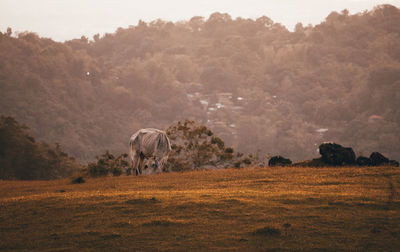 Sheep grazing on field against sky