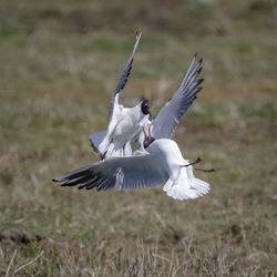 Close-up of bird flying against blurred background