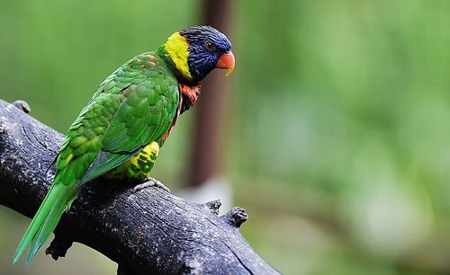Close-up of parrot