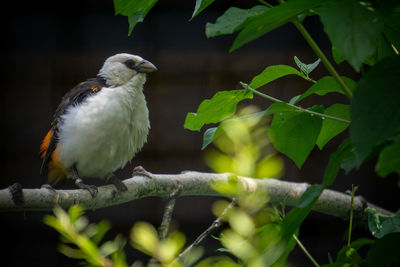 Close-up of bird perching on branch