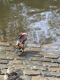 Bird in lake