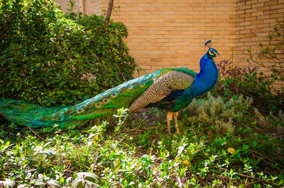 Close-up of peacock