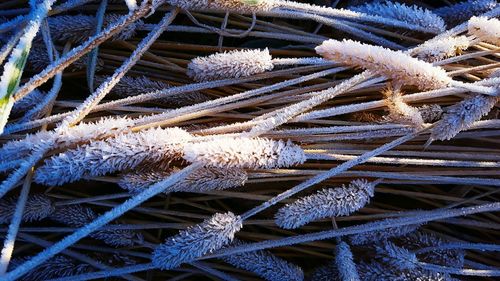 Close-up of plants during winter