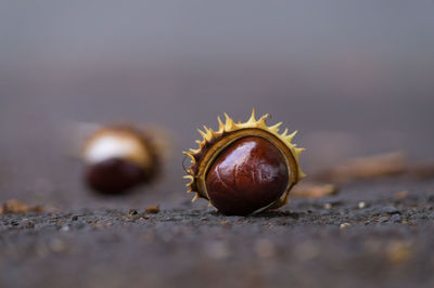 Close-up of chestnut on field