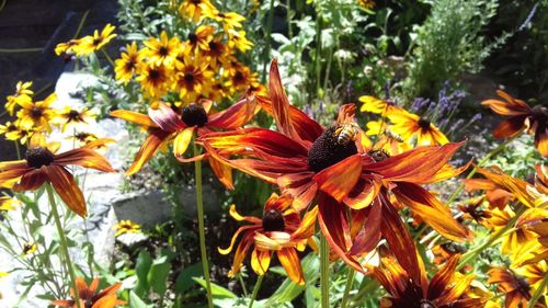 Close-up of orange flowers blooming outdoors