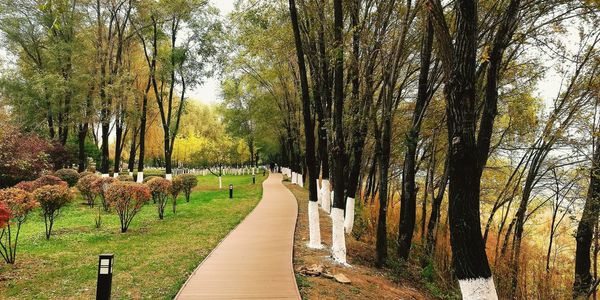 Footpath amidst trees in park