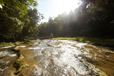 Rear view of man walking in forest