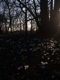 Trees growing in a park