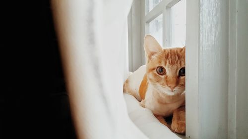Ginger cat on window sill at home