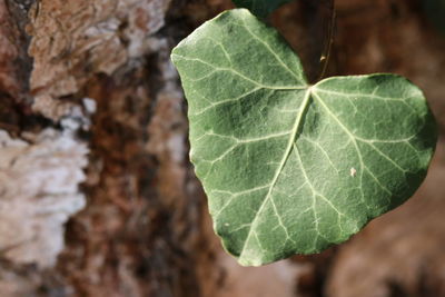 Close-up of green leaves