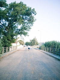 Road along trees