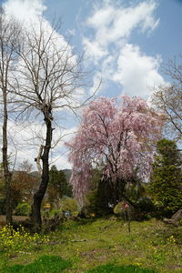 Cherry blossoms in spring against sky