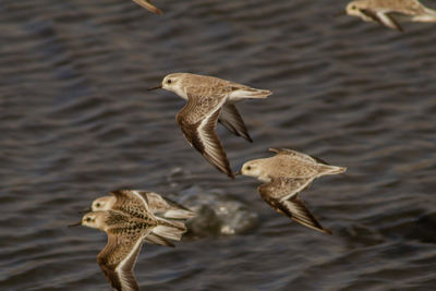 Bird flying over lake